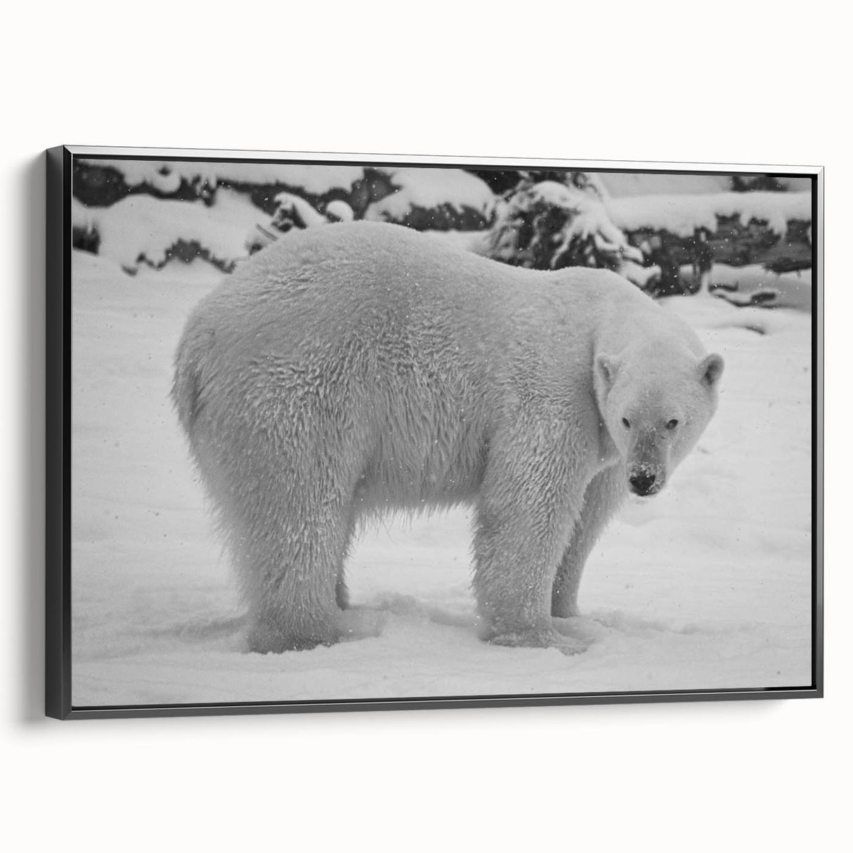 Framed black canvas wall art featuring a striking polar bear design, showcasing intricate details and textures, perfect for adding a modern touch to home decor.