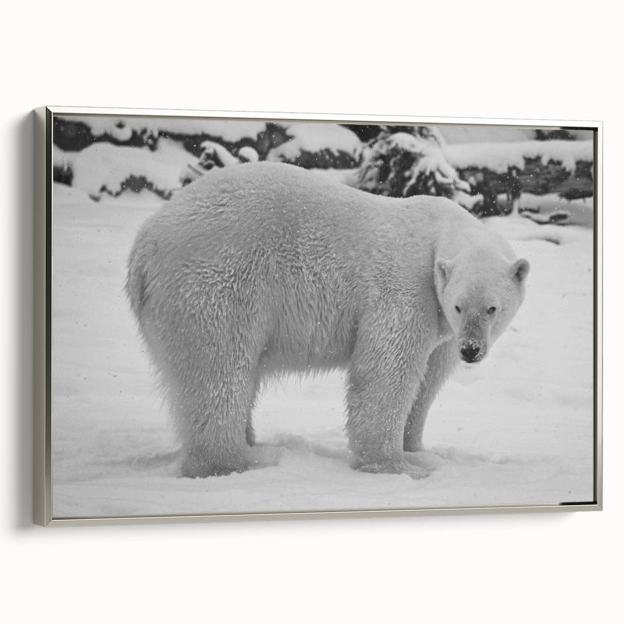 Framed wall art featuring a striking polar bear design in a silver frame, showcasing its detailed fur texture and vibrant colors, ideal for wildlife enthusiasts.