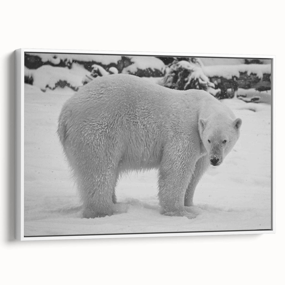 Framed canvas wall art featuring a polar bear design in a minimalist white frame, showcasing the bear in a side view against a neutral background, perfect for nature enthusiasts.