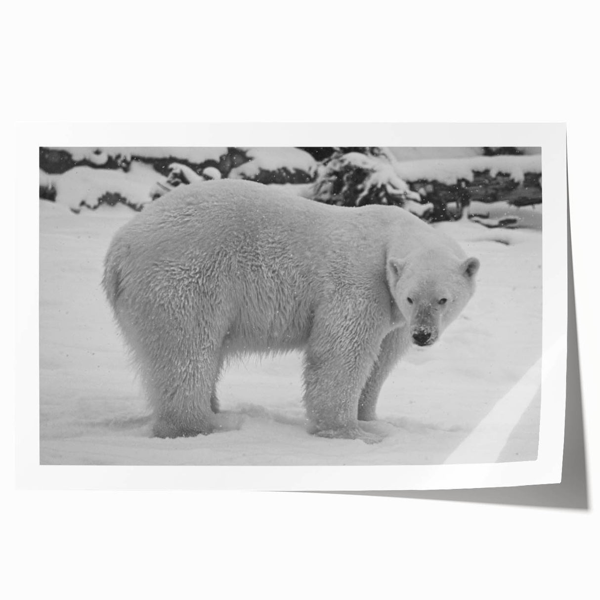 Polar bear wall art print showcasing a striking design of a polar bear in a snowy landscape, featuring vibrant colors and intricate details, ideal for home decor.