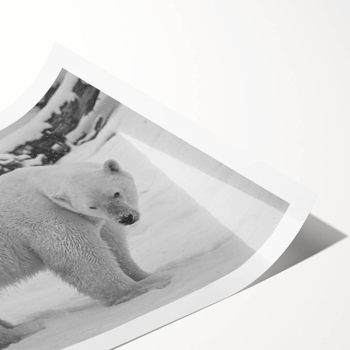 Polar bear wall art print featuring a vibrant, minimalist design with shades of blue and white, rolled and ready for display, perfect for wildlife enthusiasts.