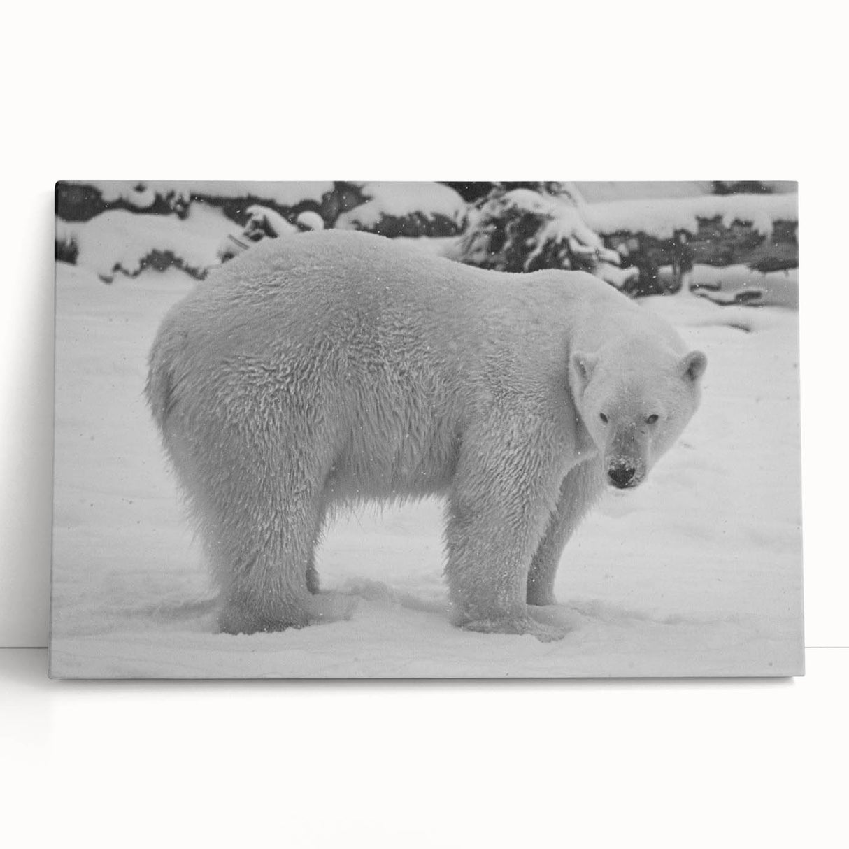 Stretched canvas wall art featuring a striking polar bear design, showcasing realistic details and vibrant colors, ideal for nature-themed decor.