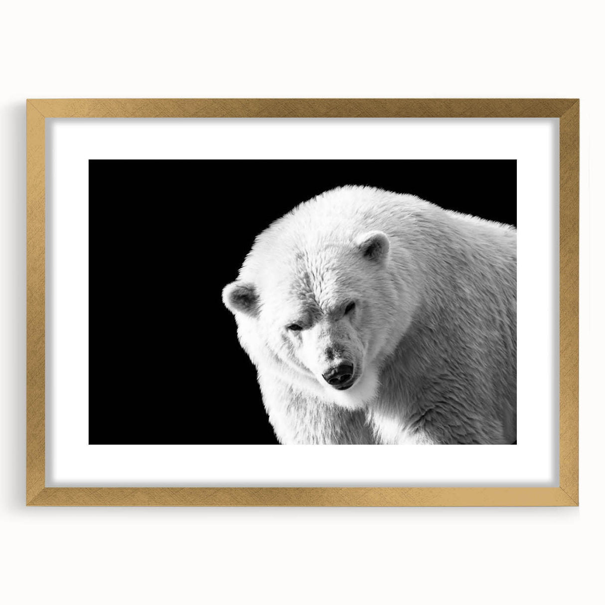 Polar bear wall art design framed with a gold mat, showcasing a serene polar bear in a snowy landscape, ideal for modern home decor. Perfect for animal lovers.