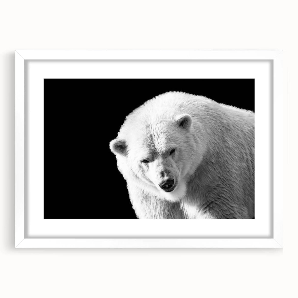 Polar bear wall art design featuring a striking illustration in a white frame with a mat, perfect for adding a touch of nature to home decor.