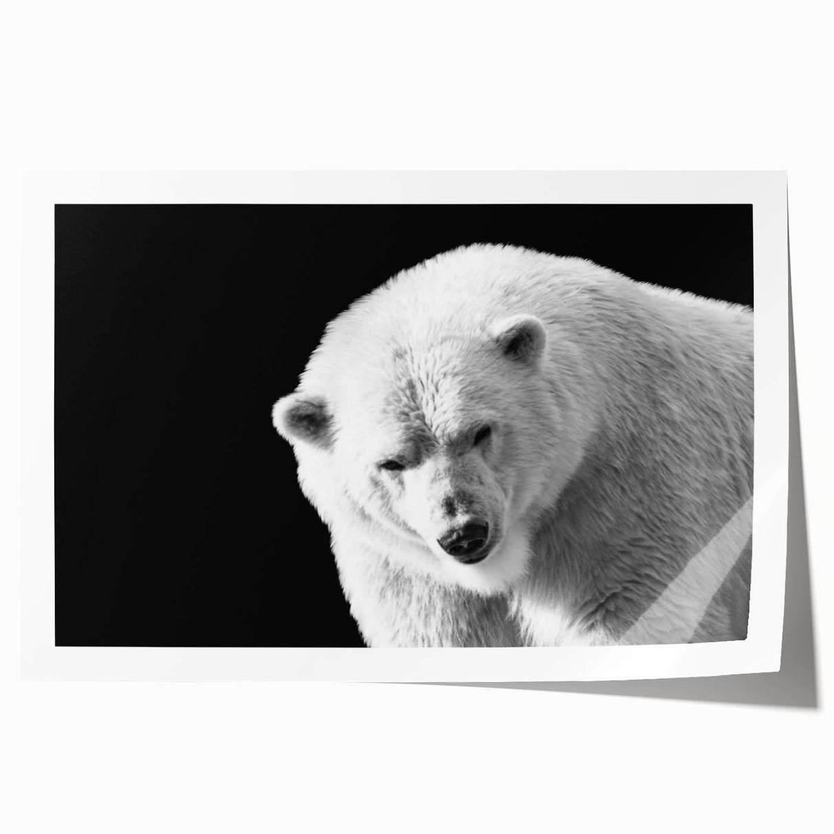 Polar bear wall art print showcasing a serene Arctic scene, featuring a majestic polar bear against a snowy landscape, perfect for wildlife enthusiasts.
