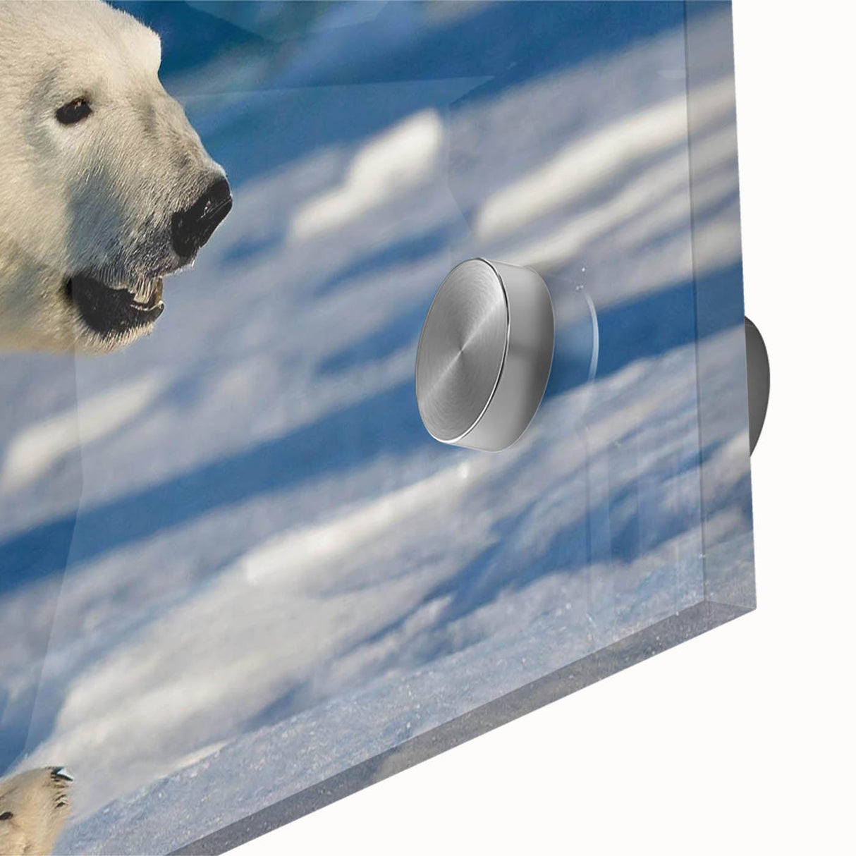 Close-up of a stunning polar bear wall art design displayed on acrylic glass, showcasing intricate details and vibrant colors, perfect for modern home decor.