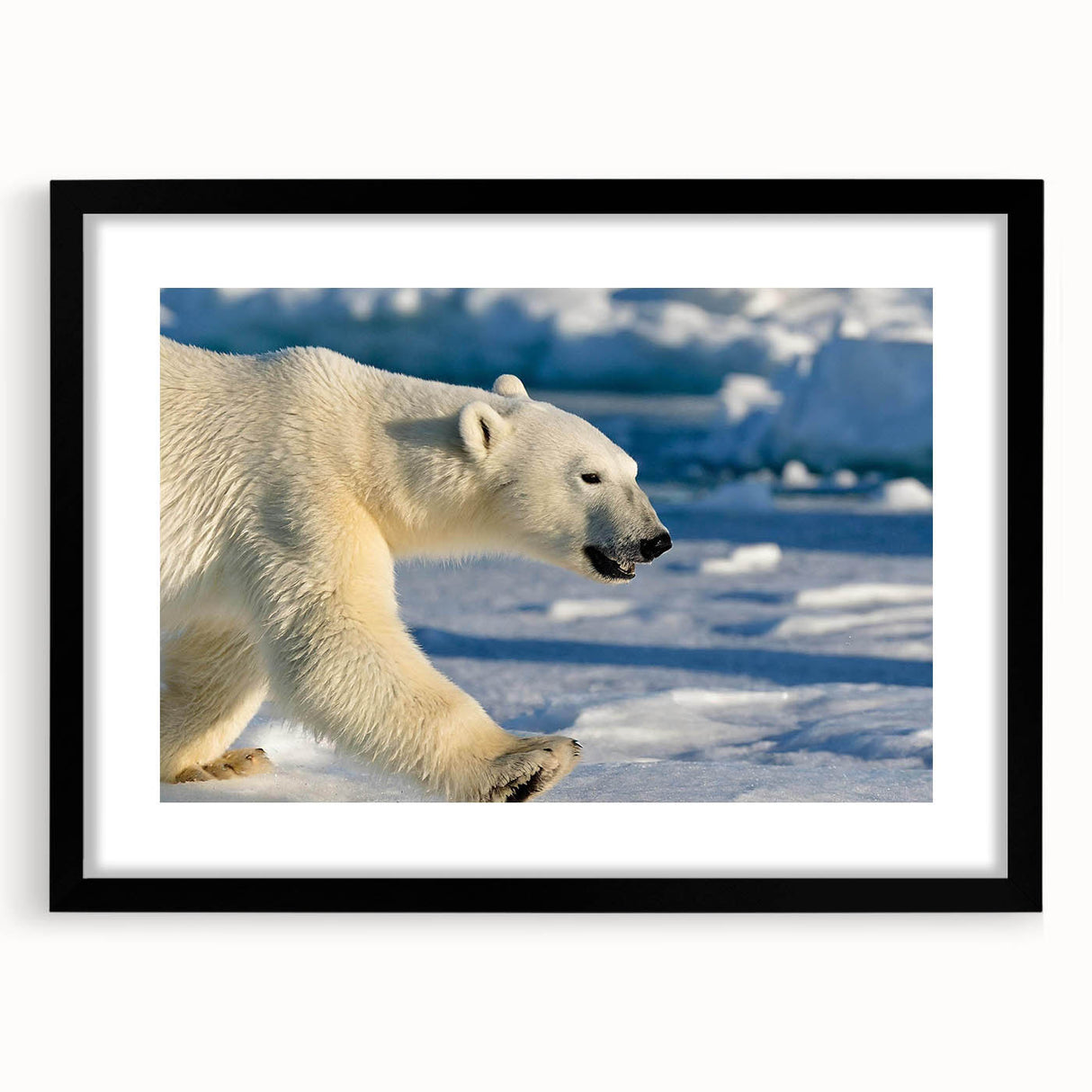 Polar bear wall art design featuring a striking black frame and mat, showcasing a detailed illustration of a polar bear in a natural setting, perfect for home decor.