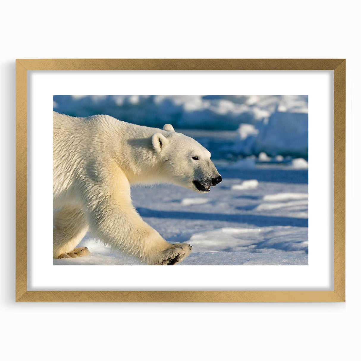 Polar bear wall art design framed in gold, showcasing a serene polar bear illustration with a white mat, perfect for home decor. Ideal for wildlife enthusiasts.
