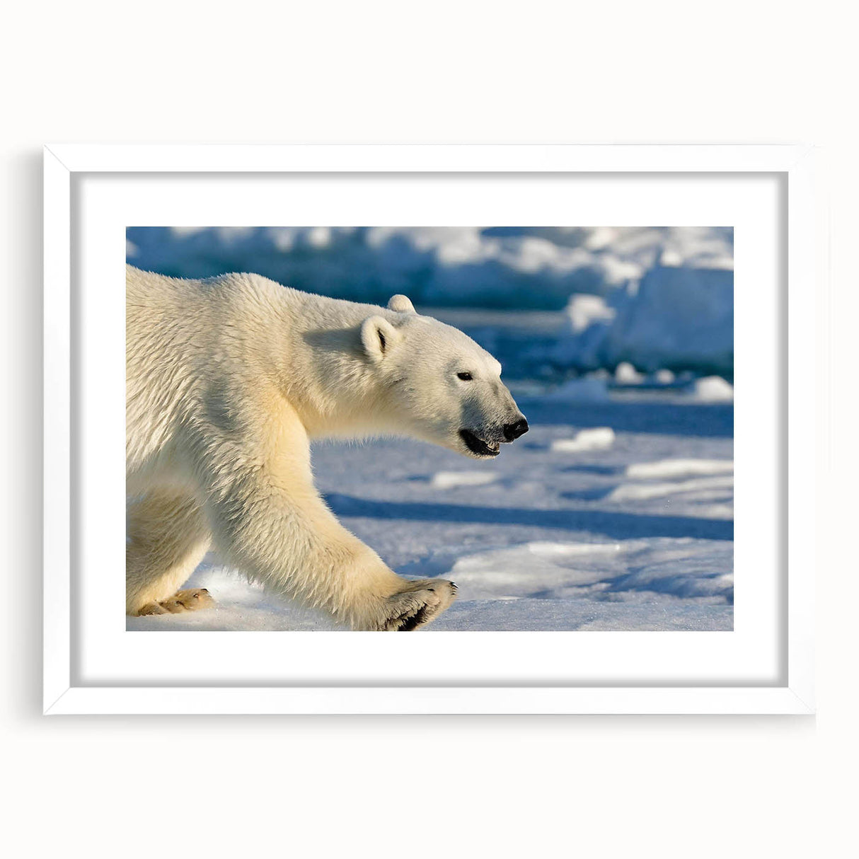 Polar bear wall art design in a white frame, showcasing a minimalist and modern aesthetic, perfect for enhancing home decor with wildlife themes. The artwork features soft colors and intricate details, ideal for animal lovers and nature enthusiasts.