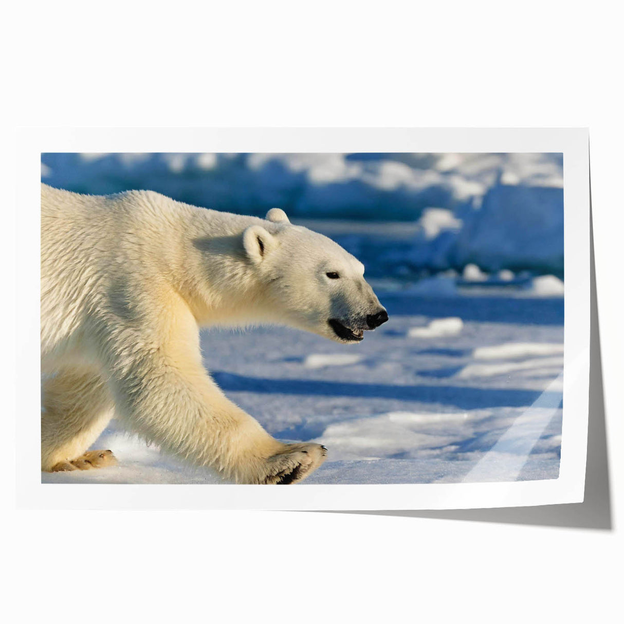 Rolled print of a polar bear design showcasing intricate details and vibrant colors, ideal for home decor. Perfect for wildlife art enthusiasts.