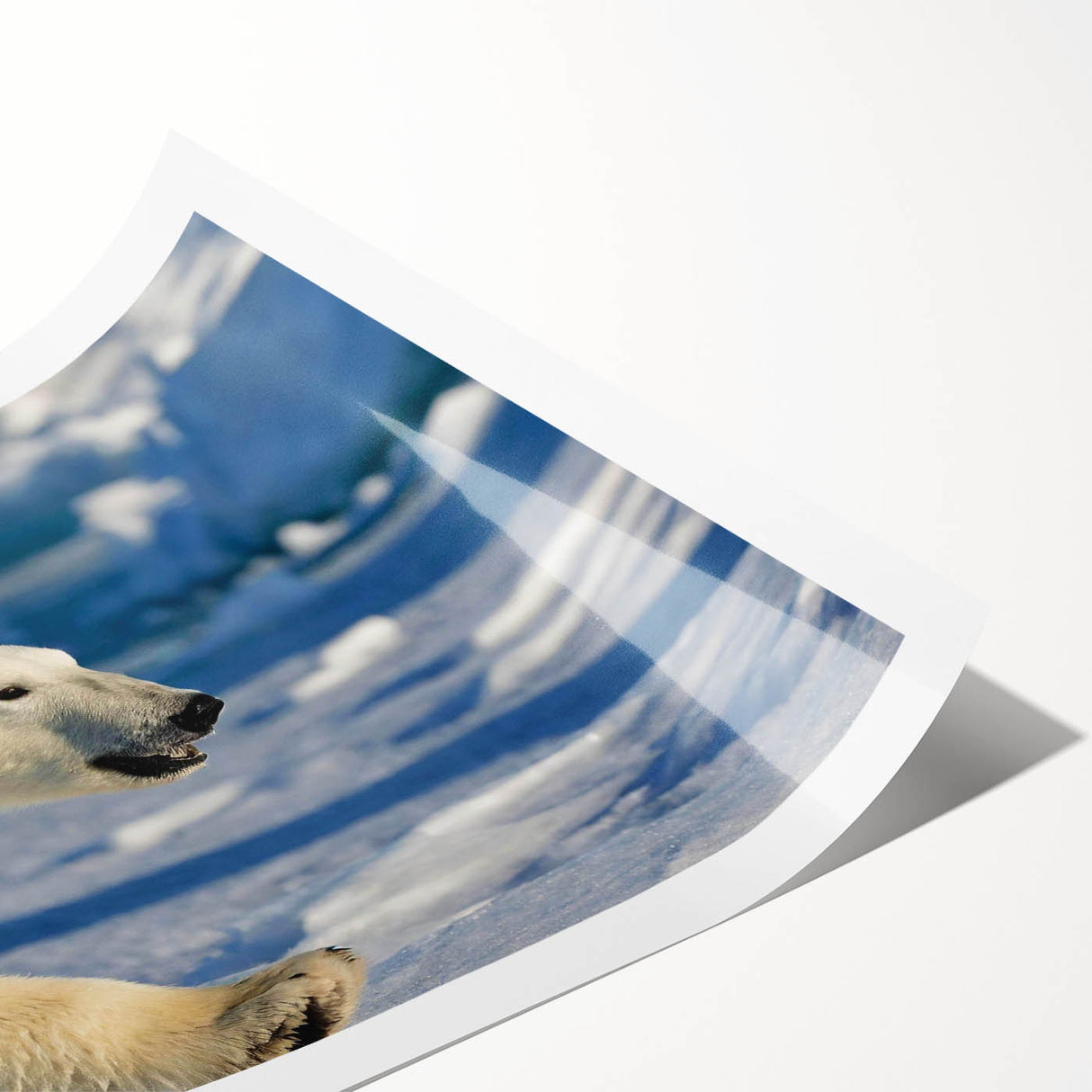 Polar bear wall art design featuring a striking black and white illustration on textured canvas, elegantly rolled for easy display, perfect for wildlife enthusiasts.