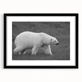 Stylish black-framed wall art featuring a polar bear design, showcasing intricate details and a mat border, perfect for modern home decor and wildlife enthusiasts.