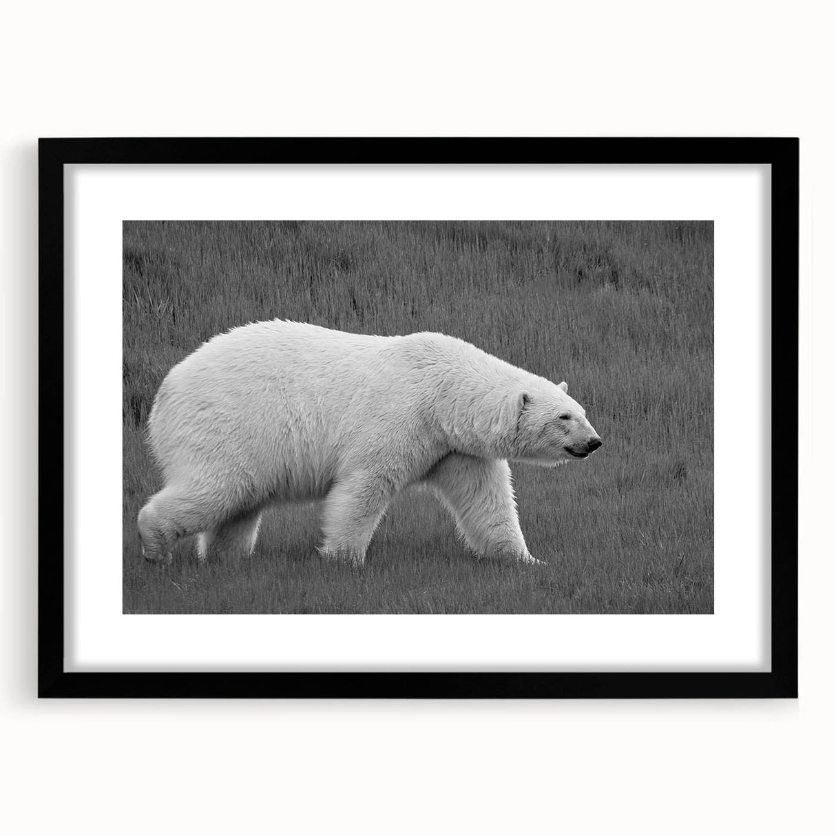 Stylish black-framed wall art featuring a polar bear design, showcasing intricate details and a mat border, perfect for modern home decor and wildlife enthusiasts.