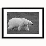 Stylish black-framed wall art featuring a polar bear design, showcasing intricate details and a mat border, perfect for modern home decor and wildlife enthusiasts.
