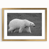 Polar bear wall art design framed in gold, showcasing a beautifully detailed illustration of a polar bear against a serene backdrop, perfect for home decor.