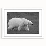 Polar bear wall art design in a white frame with matting, showcasing a serene Arctic scene, perfect for enhancing modern home decor and wildlife appreciation.