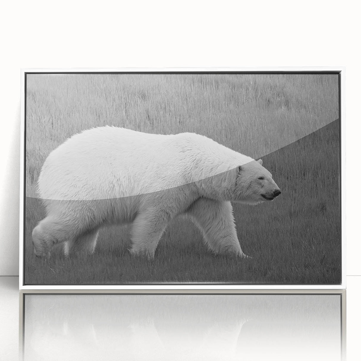 Framed acrylic wall art showcasing a polar bear design, featuring a white background and sleek edges, ideal for modern home decor. Perfect for wildlife enthusiasts.