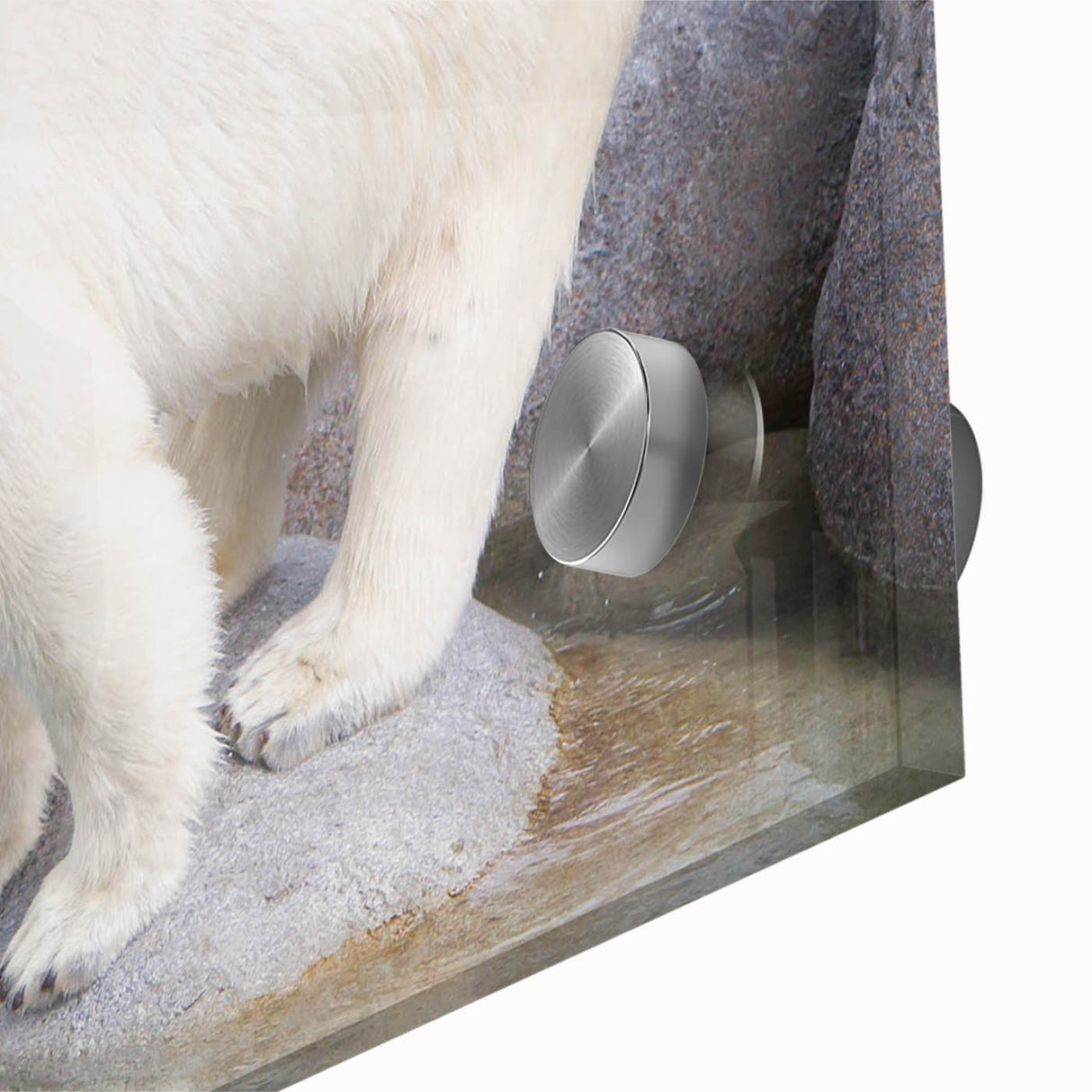 Close-up of a vibrant polar bear wall art design on acrylic glass, showcasing intricate details and colors, perfect for modern home decor and wildlife enthusiasts.