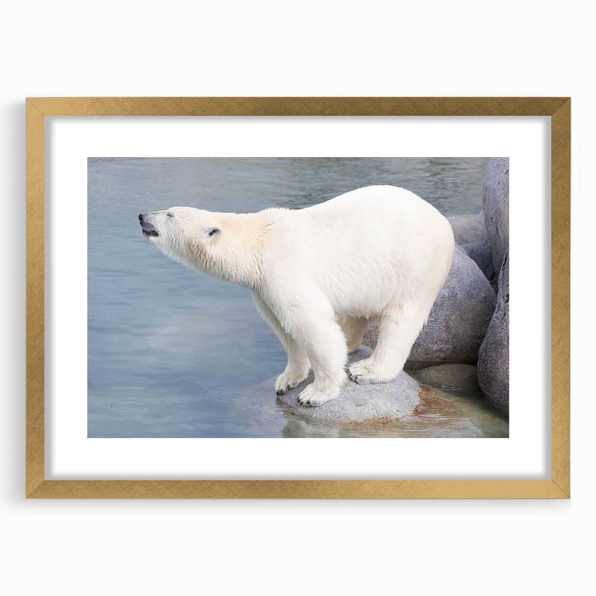 Polar bear wall art design in a gold frame with a mat, showcasing a striking front view. Perfect for adding a touch of nature-inspired elegance to home decor.