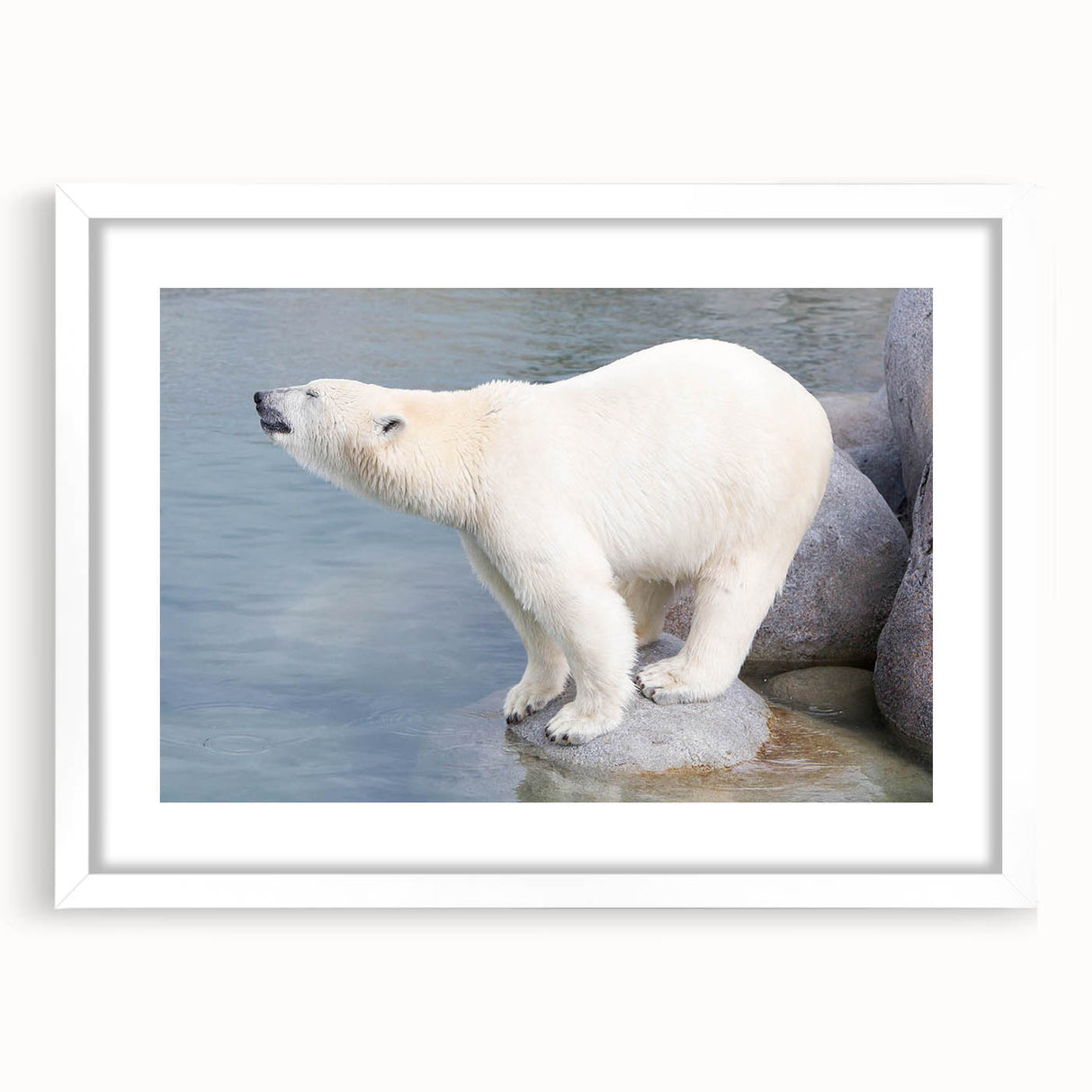 Framed polar bear wall art design featuring a white mat, showcasing a striking front view of the bear against a minimalist backdrop. Ideal for modern home decor.