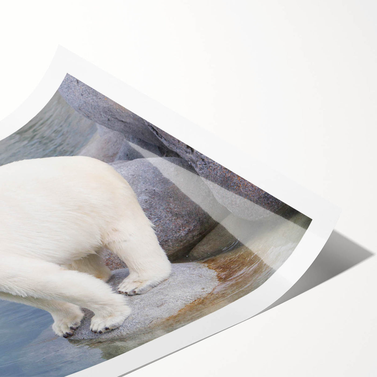Polar bear wall art print showcasing a realistic and vibrant depiction of a polar bear in a snowy landscape, ideal for enhancing home decor and wildlife-themed spaces.