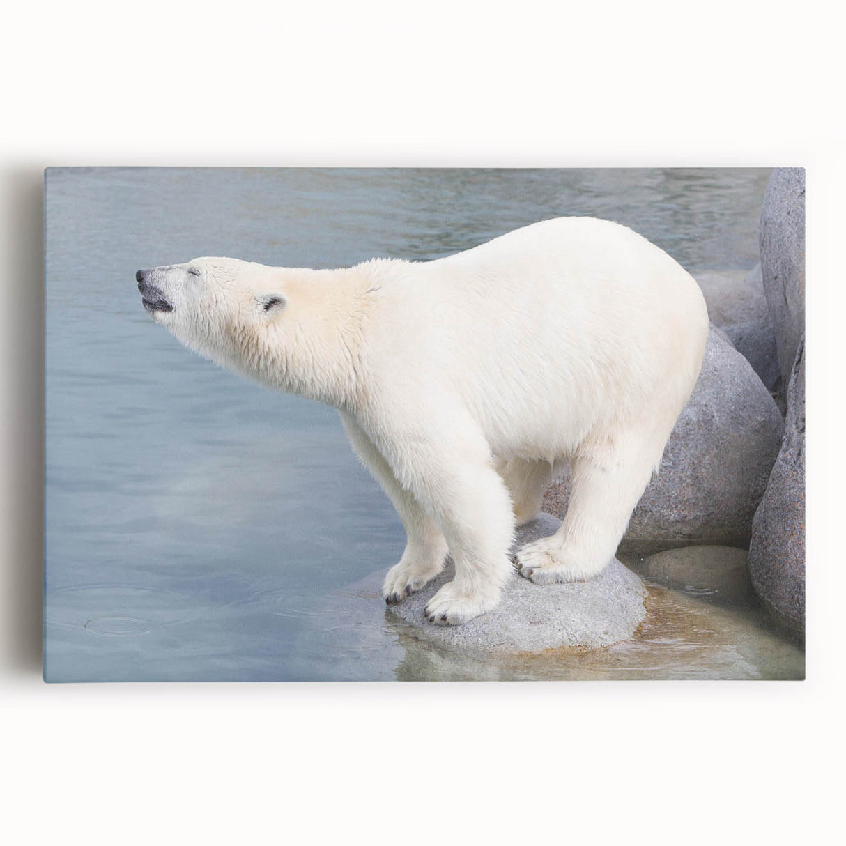Stretched canvas wall art featuring a striking polar bear design in vibrant colors, showcasing its majestic presence against a minimalist backdrop, ideal for wildlife enthusiasts.
