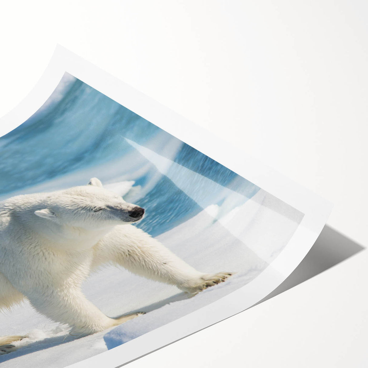 Polar bear wall art design featuring a majestic polar bear against a serene icy background, perfect for winter-themed décor and wildlife enthusiasts. This rolled print showcases vibrant colors and intricate details, making it an ideal addition to any art collection or home décor.