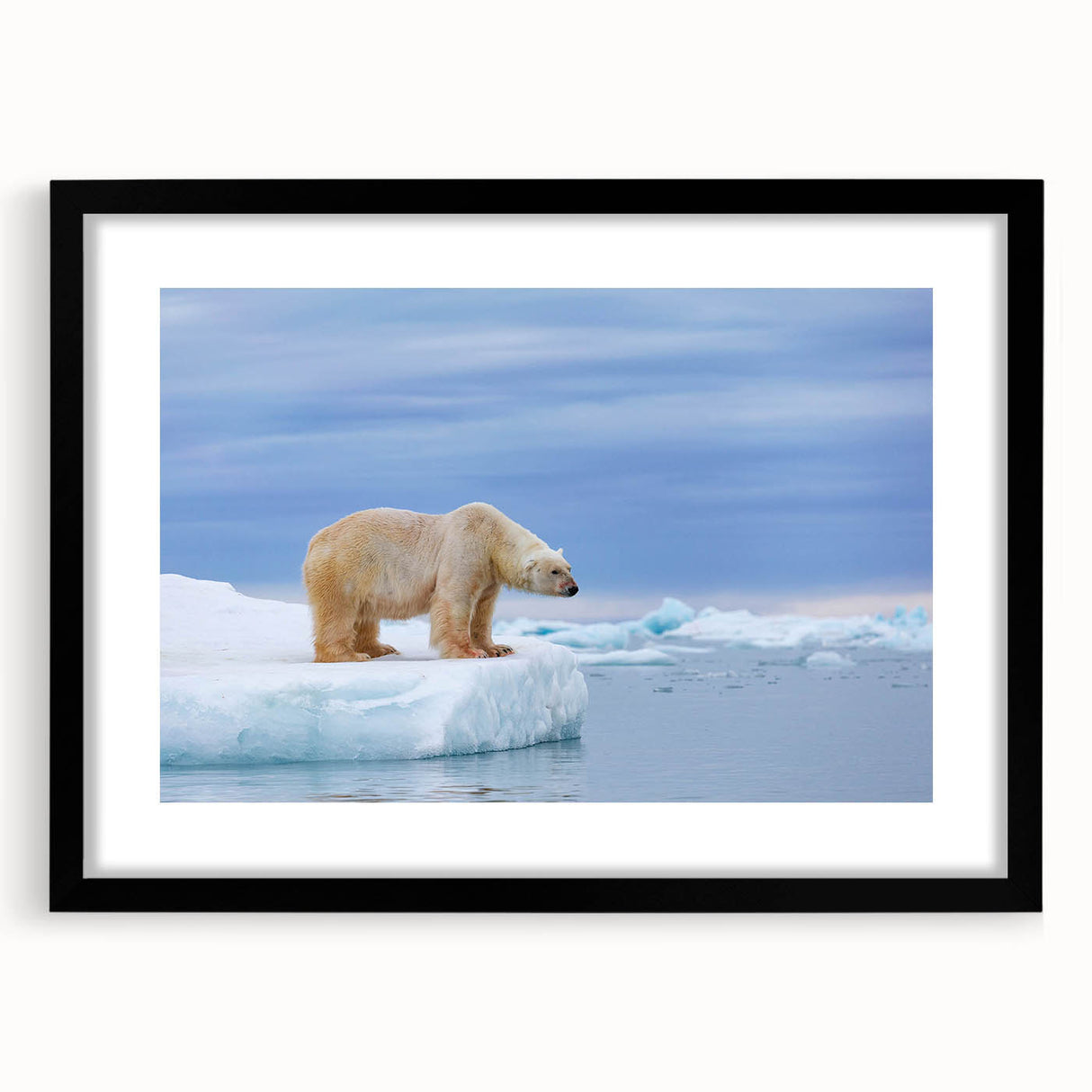 Polar bear wall art collection framed in black with a mat, showcasing a striking polar bear design. Ideal for adding a touch of wildlife decor to any room.