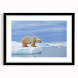 Polar bear wall art collection framed in black with a mat, showcasing a striking polar bear design. Ideal for adding a touch of wildlife decor to any room.