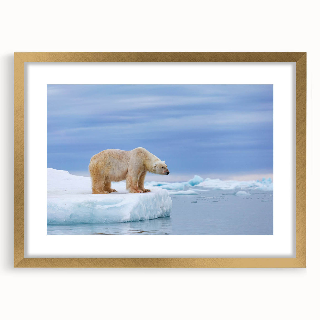 Polar bear wall art framed in gold, showcasing a serene polar bear design on a white background, perfect for winter-themed home decor. Ideal for animal lovers and eco-conscious decorators, adding a touch of elegance to any room.