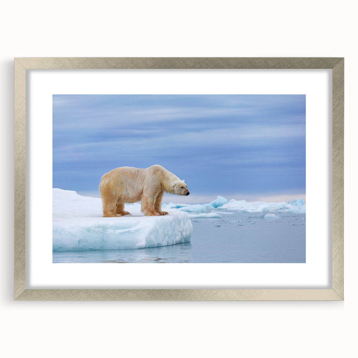 Polar bear wall art framed in silver, showcasing a minimalist design with a white mat, perfect for modern home decor. Ideal for wildlife enthusiasts and art lovers.