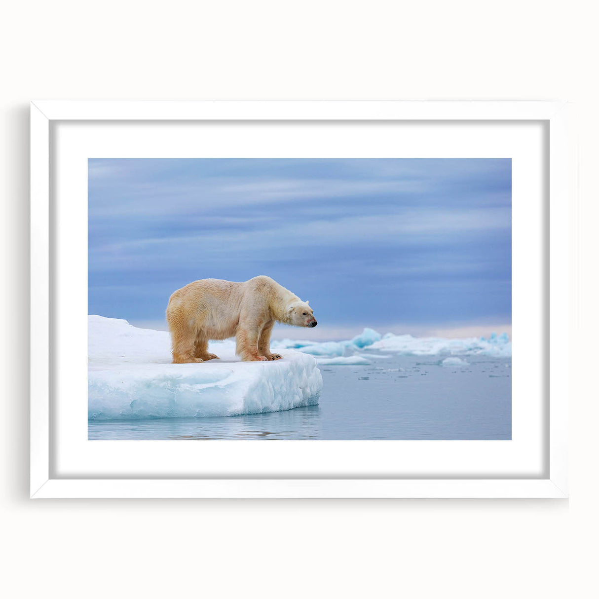 Polar bear wall art featuring a striking white bear design in a sleek frame with a white mat, perfect for adding a modern touch to any room decor.