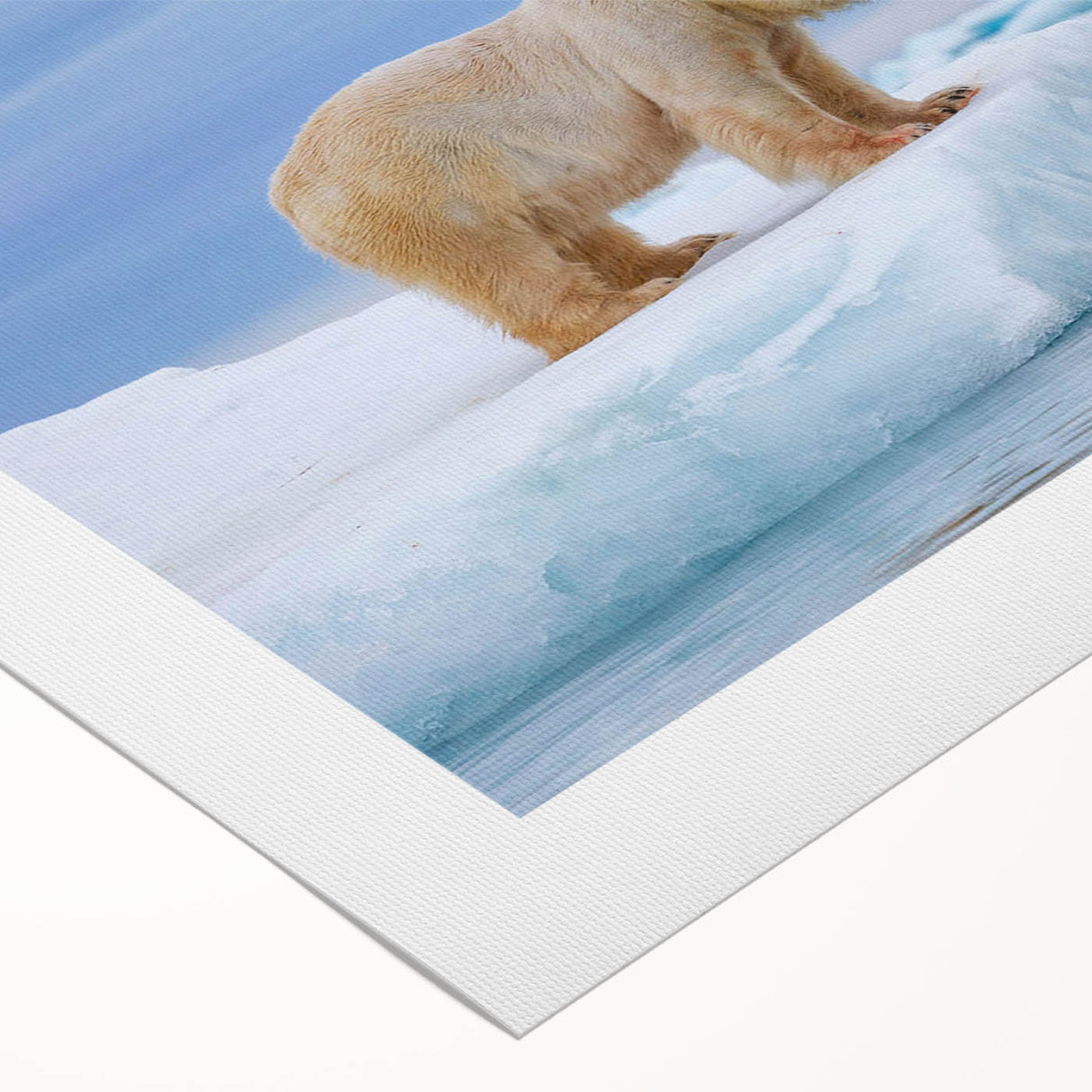 Polar bear wall art design on rolled canvas, showcasing a striking illustration of a polar bear against a vibrant Arctic background, ideal for home decor.