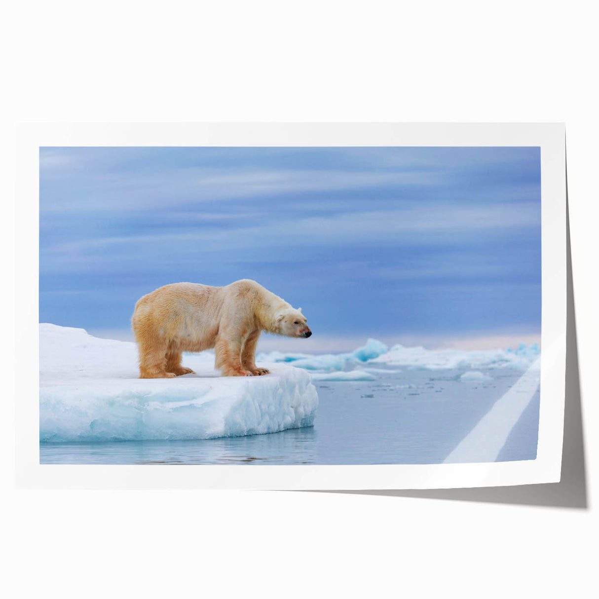 Polar bear wall art design showcasing a striking illustration of a polar bear in a snowy landscape, perfect for winter-themed decor or wildlife enthusiasts.