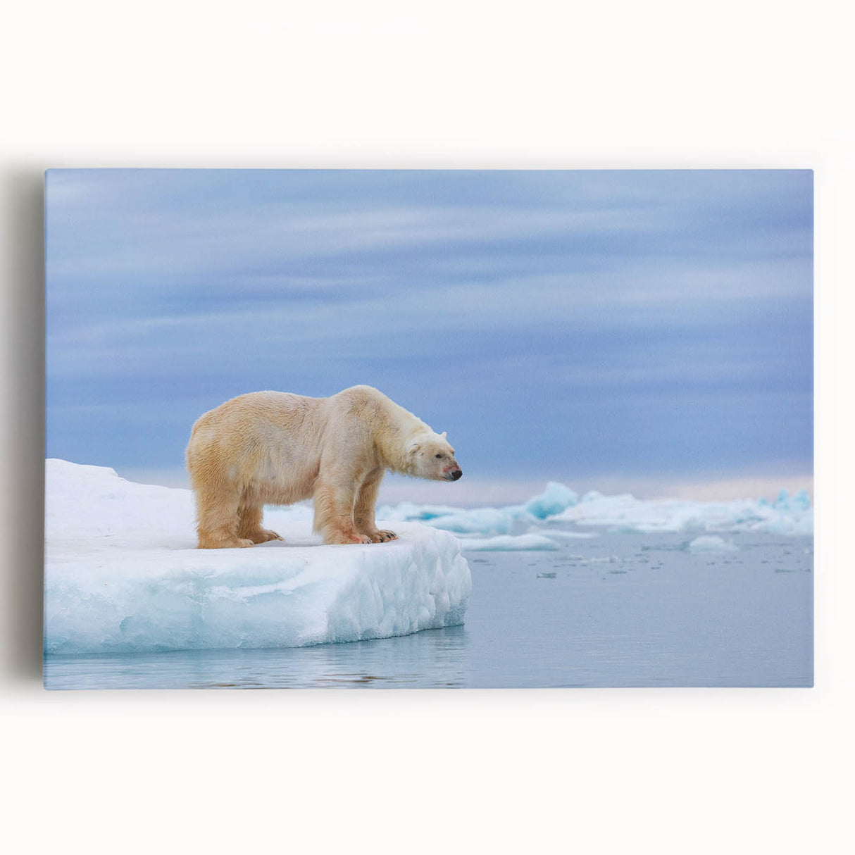 Stretched canvas wall art showcasing a polar bear design in a serene winter landscape, emphasizing its white fur against soft blues and icy details. Perfect for animal lovers and nature-themed decor.