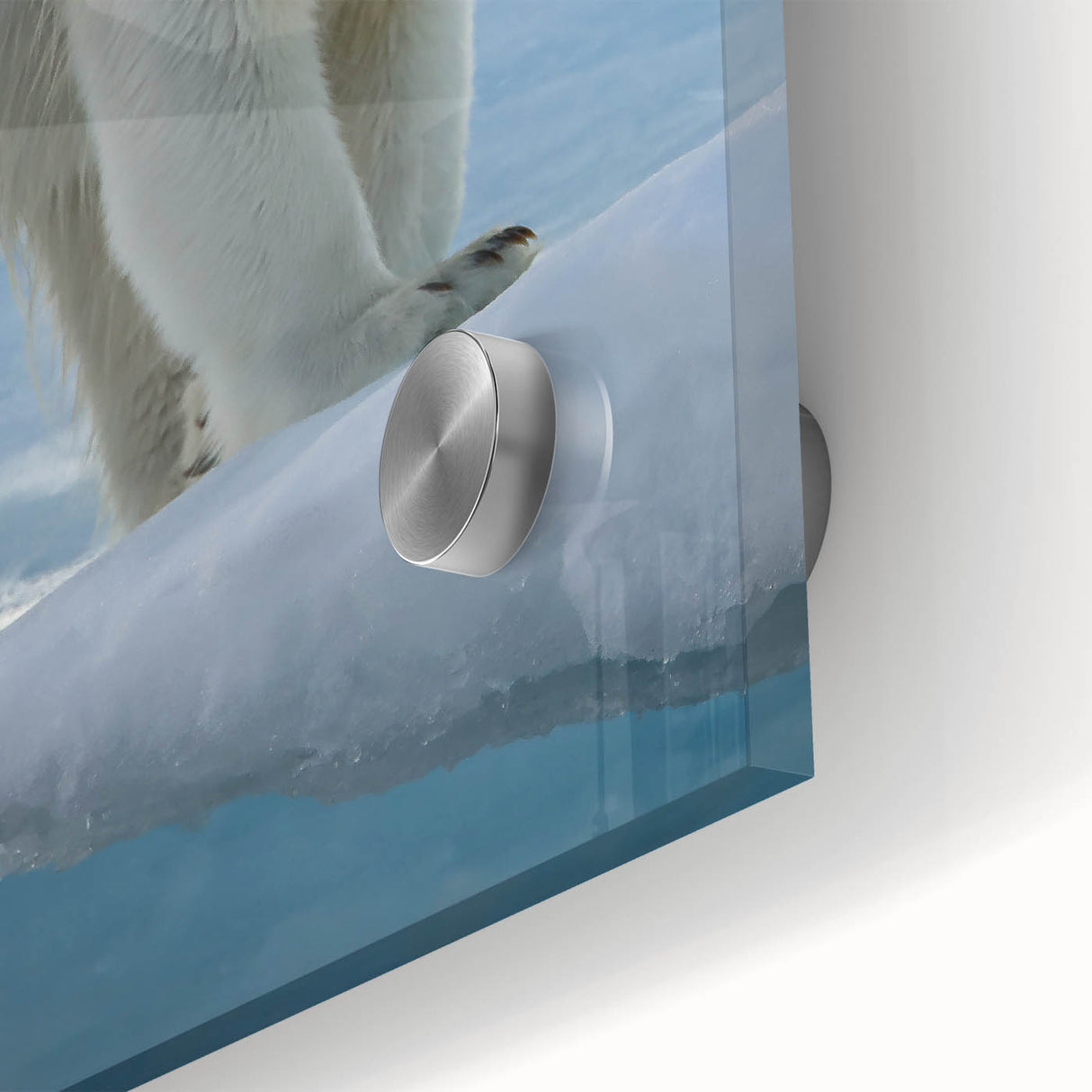 Close-up of a polar bear wall art design, showcasing intricate details and vibrant colors on acrylic glass, perfect for modern home decor or wildlife enthusiasts.