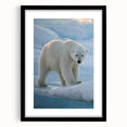 Framed polar bear wall art design showcasing a majestic polar bear against a minimalist background, featuring a sleek black frame and white matting, ideal for modern decor.