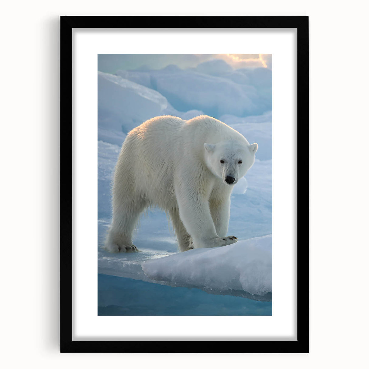 Framed polar bear wall art design showcasing a majestic polar bear against a minimalist background, featuring a sleek black frame and white matting, ideal for modern decor.