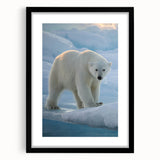 Framed polar bear wall art design showcasing a majestic polar bear against a minimalist background, featuring a sleek black frame and white matting, ideal for modern decor.