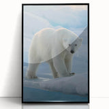 Framed acrylic wall art showcasing a striking polar bear design, featuring a black frame and a clear front view, perfect for enhancing modern decor.