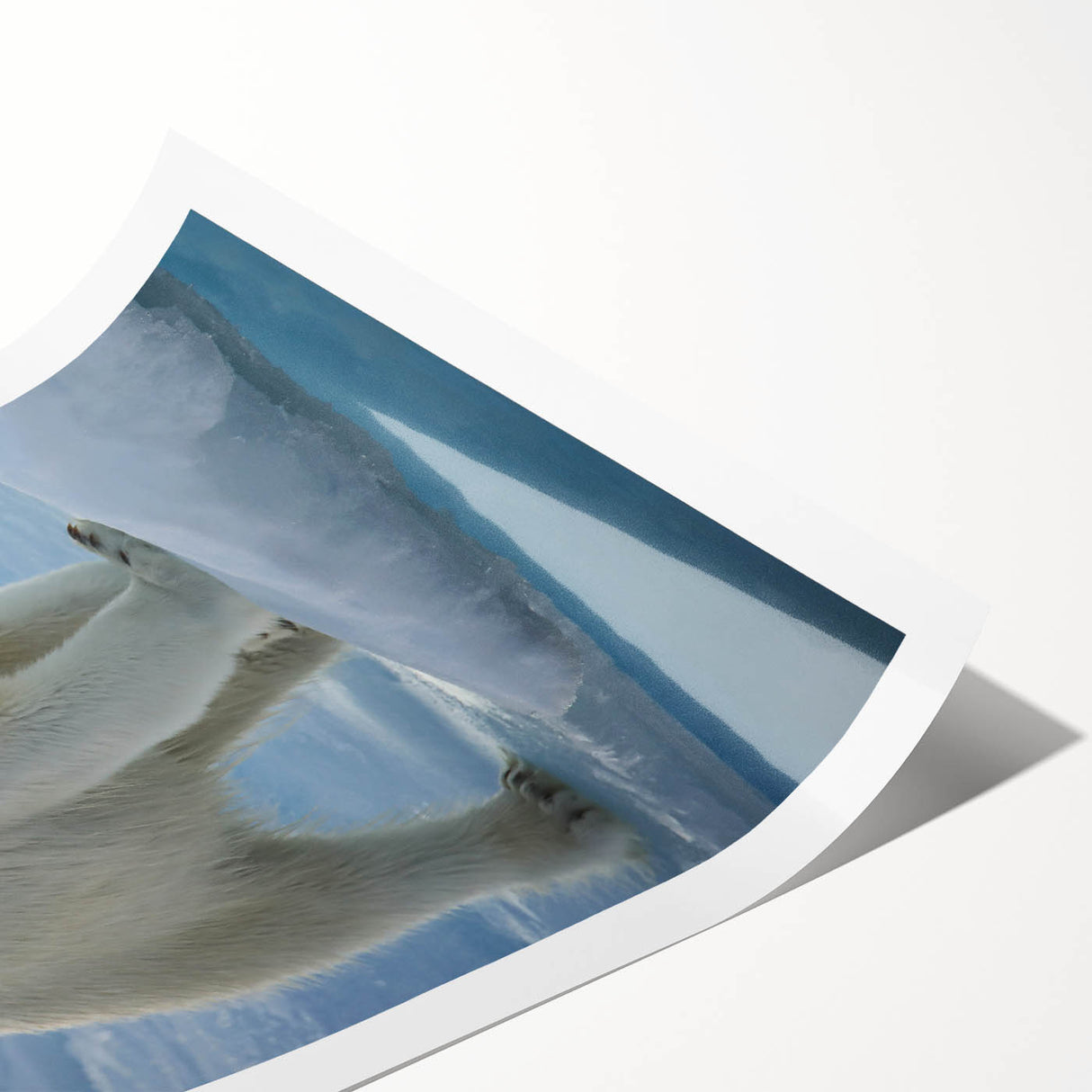 Polar bear wall art print showcasing a beautifully illustrated polar bear against a snowy backdrop, perfect for adding a touch of nature to home decor. This rolled design highlights the bear's white fur and arctic environment, making it an ideal piece for wildlife enthusiasts.