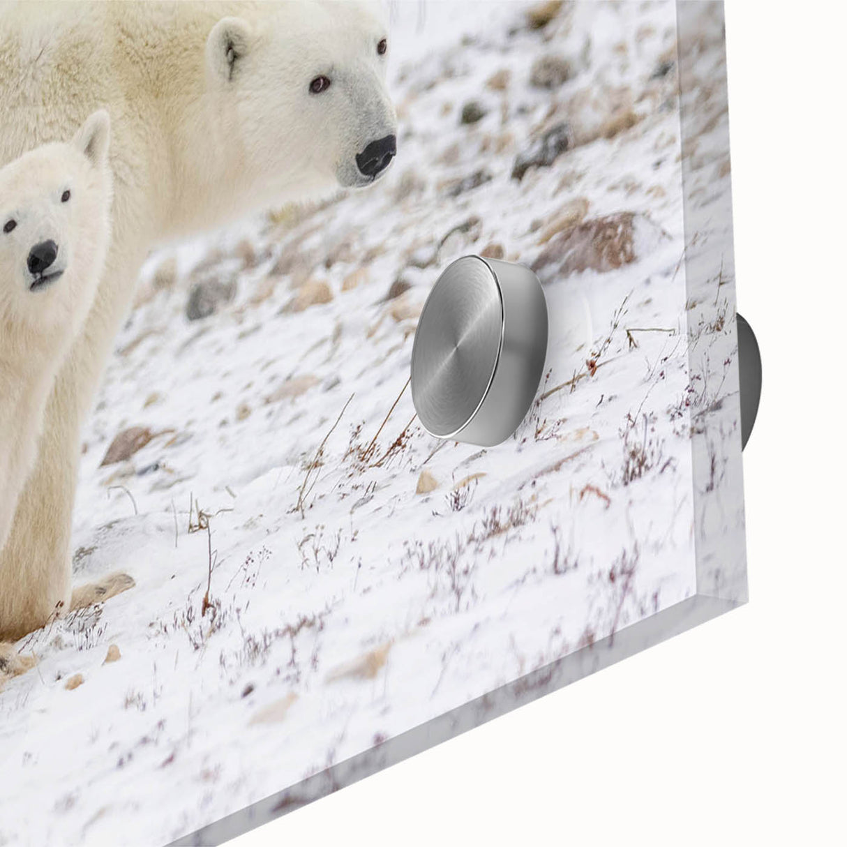 Close-up of a sleek acrylic glass wall art piece featuring a stunning polar bear design, showcasing intricate details and vibrant colors, perfect for modern decor.