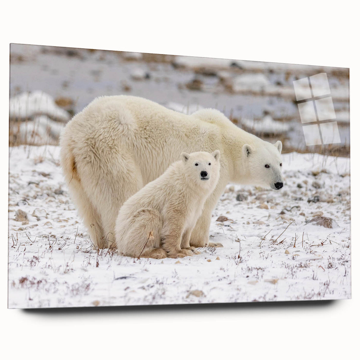 Acrylic glass wall art showcasing a side view of a polar bear design, featuring vibrant colors and intricate details, perfect for modern decor and wildlife enthusiasts.