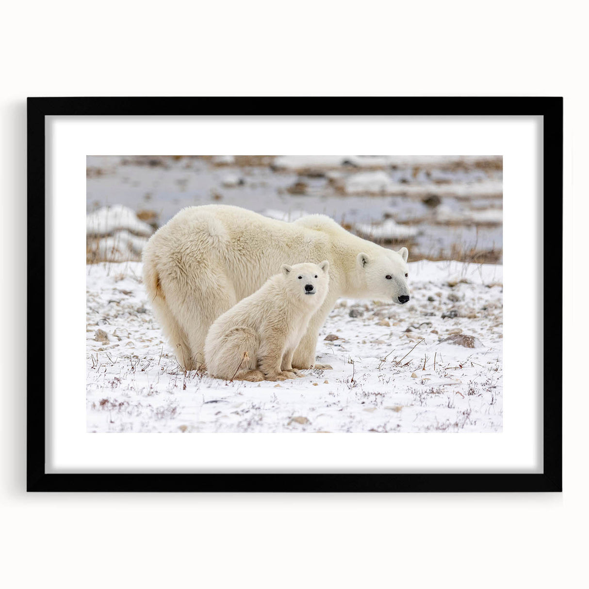 Polar bear wall art design in a black frame showcasing a stunning wildlife illustration, ideal for nature lovers and home decor enthusiasts. The artwork features vibrant colors and intricate details, perfect for adding an artistic touch to any living space.