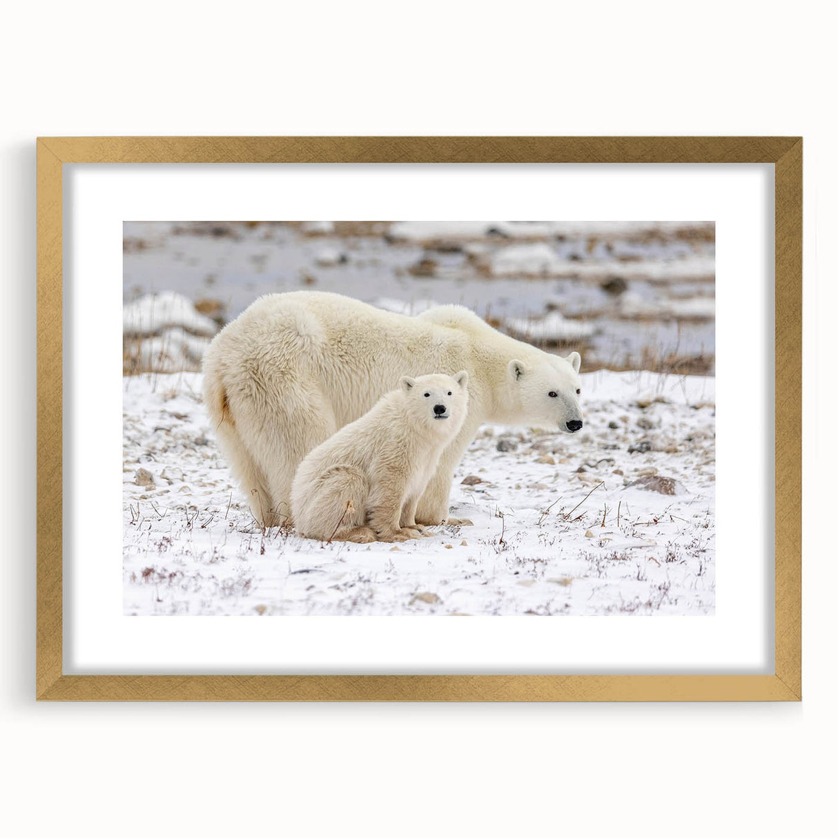 Framed polar bear wall art design in gold, showcasing a striking illustration of a polar bear against a neutral background, ideal for contemporary home decor.
