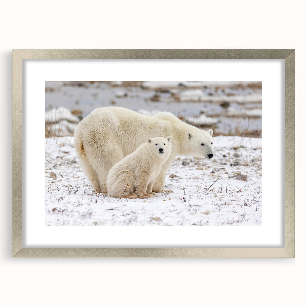 Polar bear wall art design featuring a striking silver frame and mat, perfect for enhancing modern decor in living rooms or children's spaces. Ideal for animal lovers.