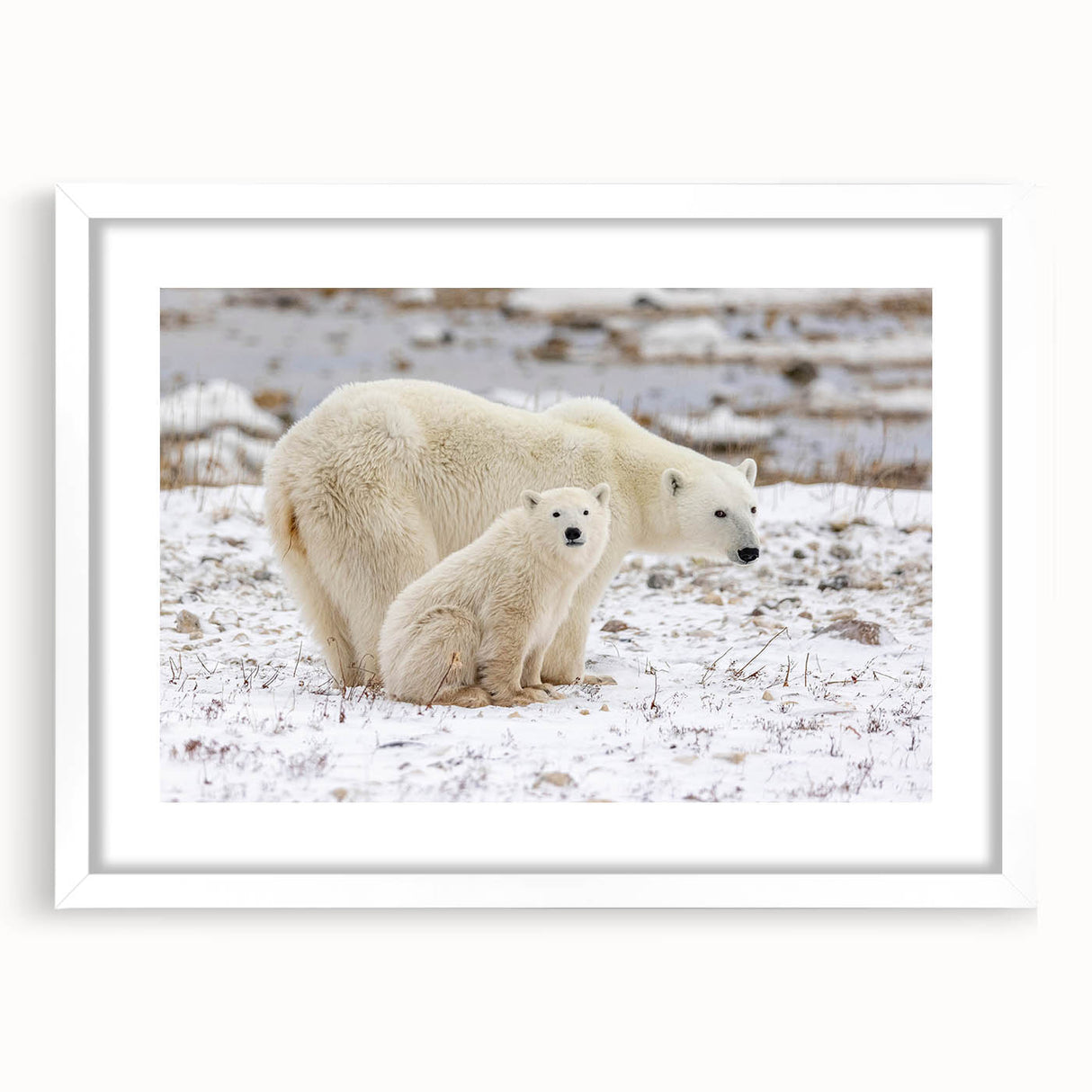 Polar bear wall art framed in white with a mat, showcasing a minimalist design ideal for modern decor. Perfect for animal lovers and eco-conscious interiors.
