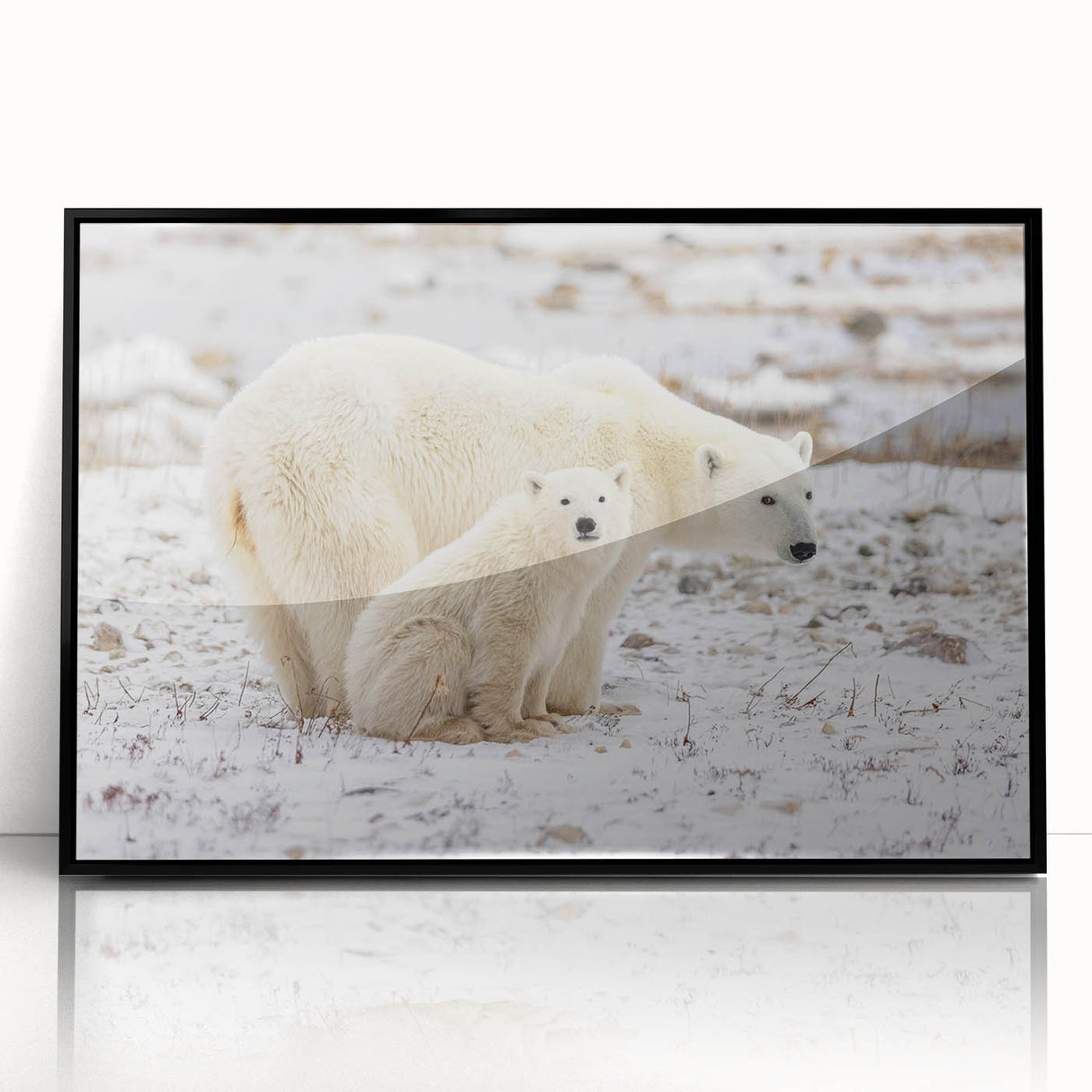 Framed acrylic wall art showcasing a striking polar bear design, featuring a sleek black frame and vibrant colors, perfect for home decor or wildlife enthusiasts.