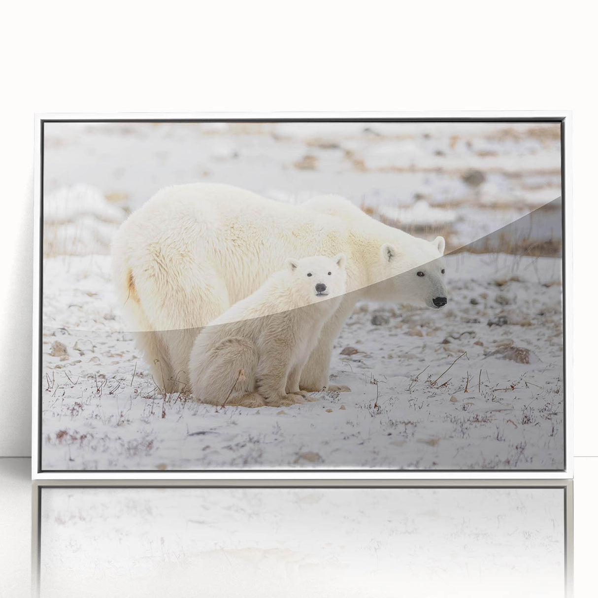Framed polar bear wall art design showcasing a striking white bear against a minimalist backdrop, perfect for modern home decor and wildlife enthusiasts.