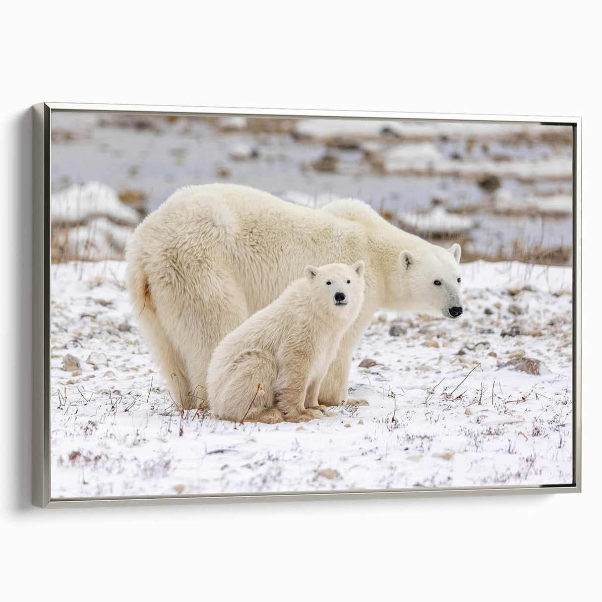 Framed polar bear wall art design, showcasing a silver frame and a striking side view of the majestic animal, perfect for enhancing modern home decor and wildlife appreciation.